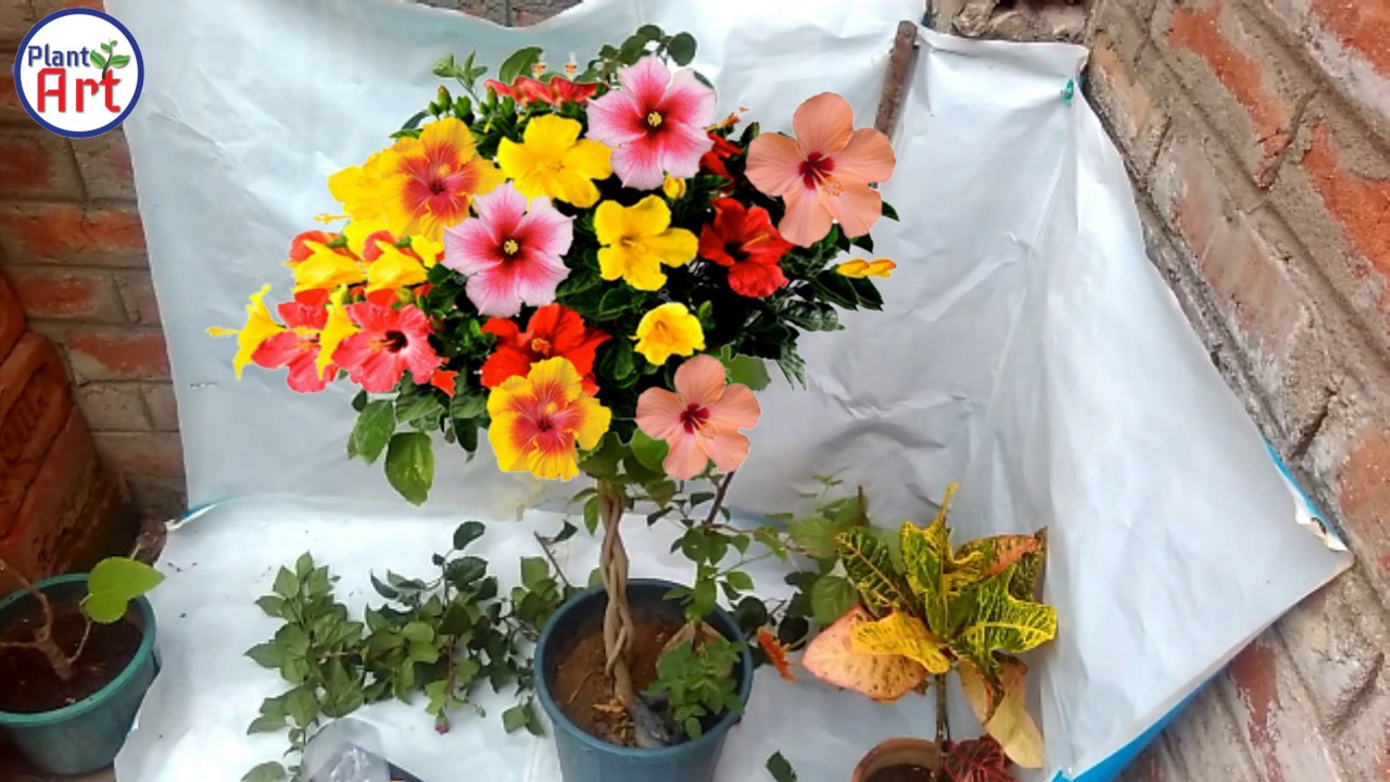 कमाल का पौधा है | Braided hibiscus tree |