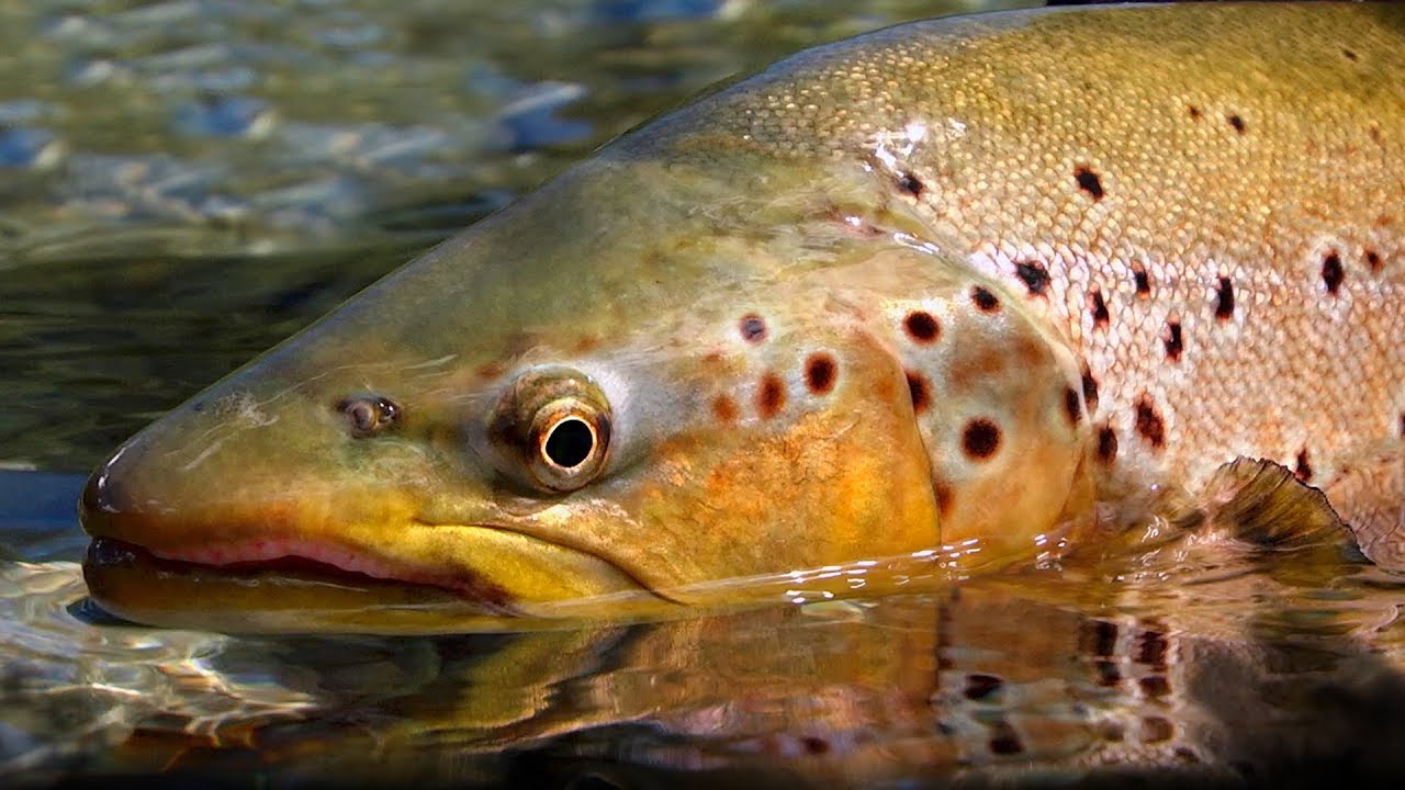 Pure New Zealand Part 2 - Trout Fishing by Todd Moen