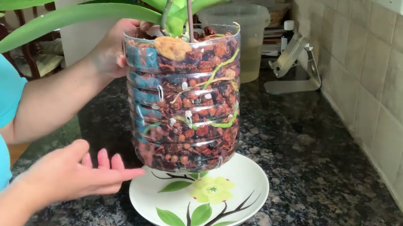 Riego de orquídea plalaenopsis en nueva maceta reciclada