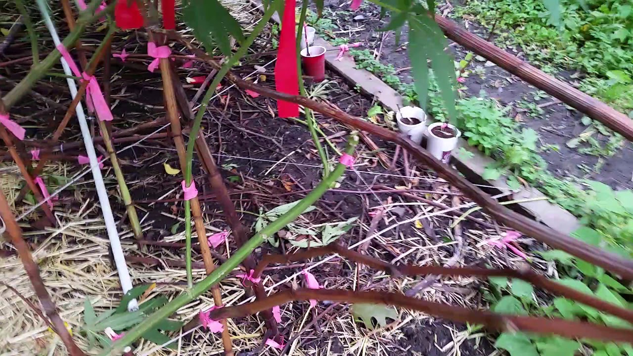 Daily5min Outdoor Weed-Log 9/11