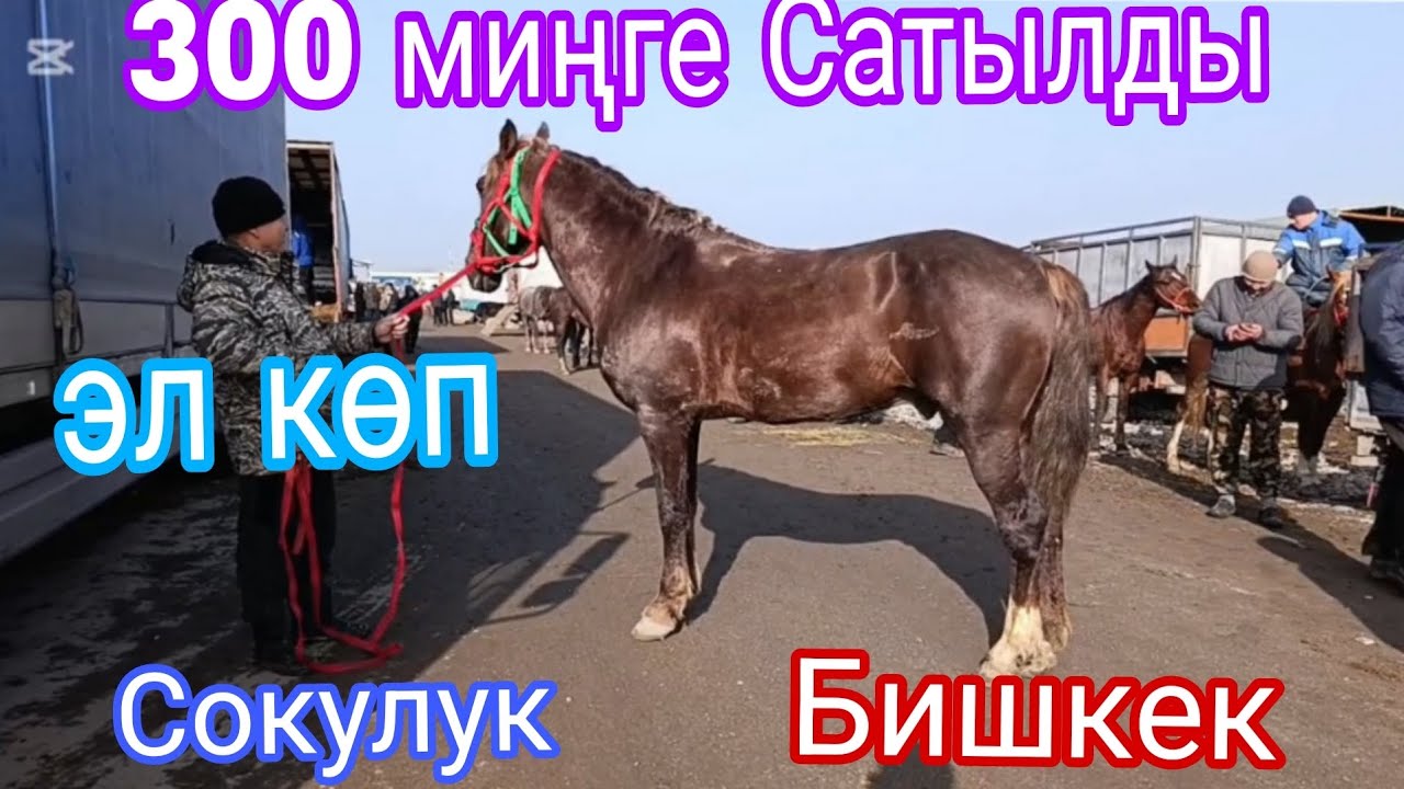 7 -март Бишкек Сокулук жылкы Базары