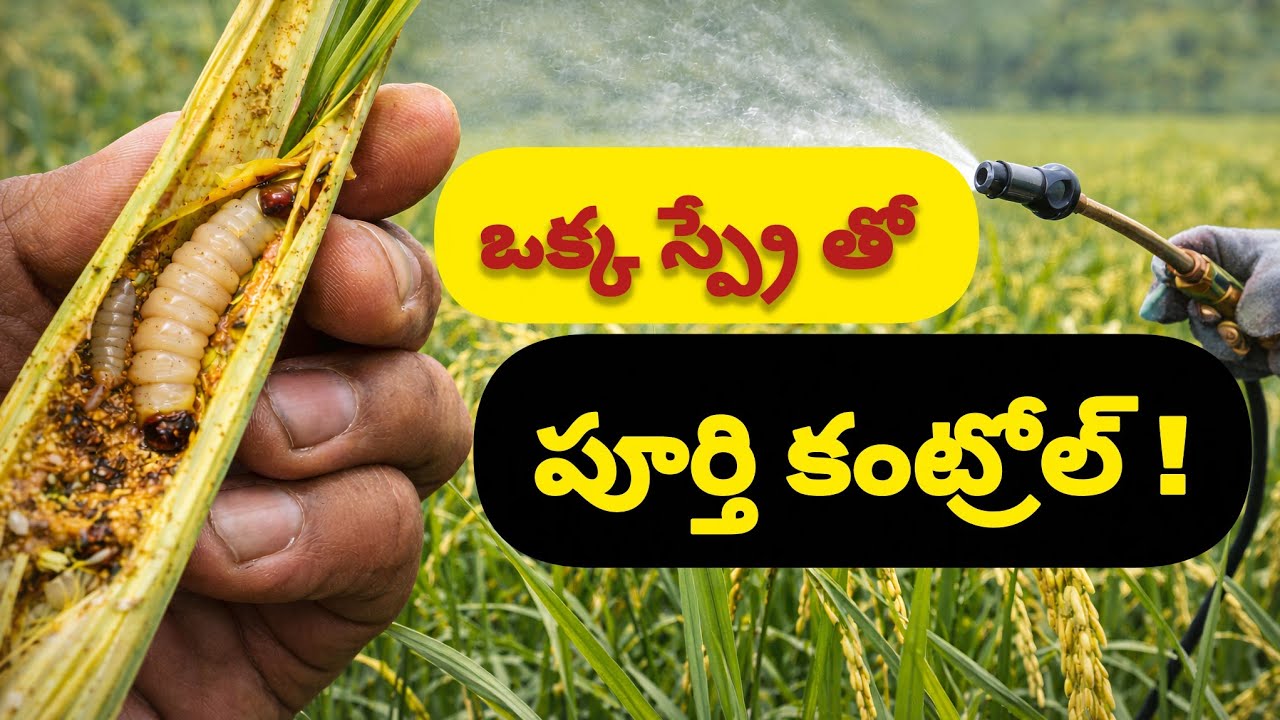 వరి కాండం తొలిచే పురుగు &ndash; ఒక్క స్ప్రేతో ఫుల్ కంట్రోల్! | Paddy Stem Borer Telugu | Rythu Sedyam 