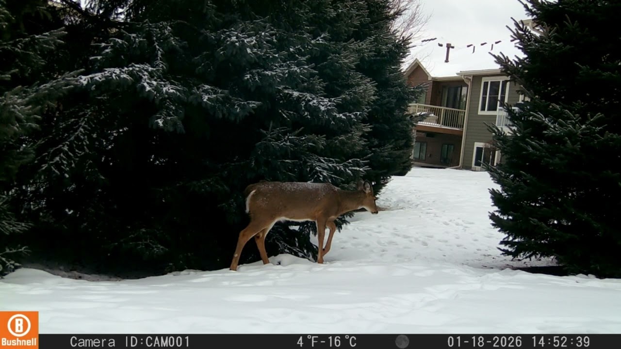 Hall's Deer Farm