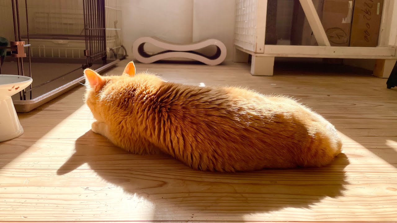 【緊急】14歳猫を保護して４日目。手放すことにしました