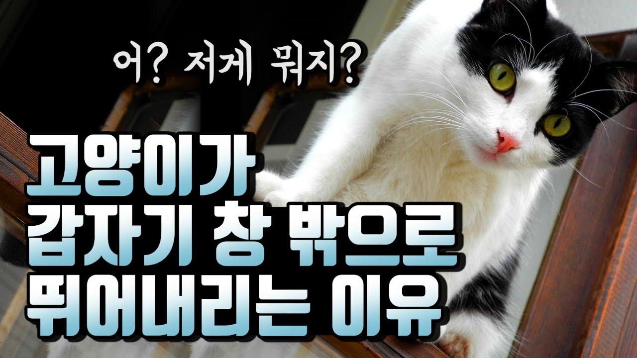 고양이가 점프 때문에 죽을 수도 있다고?!(전문 용어로는 하이라이즈 신드롬)
