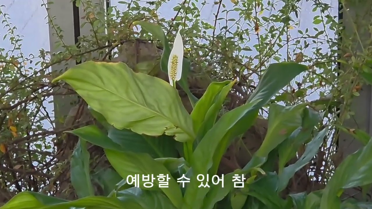 스파티필름;천남성과(@창권TV365-k5I) #스파티필름 #천남성과 #풀 #식물 #이 식물 이름이 뭘까 #plants #식물키우기 노하우 #Healing #Health