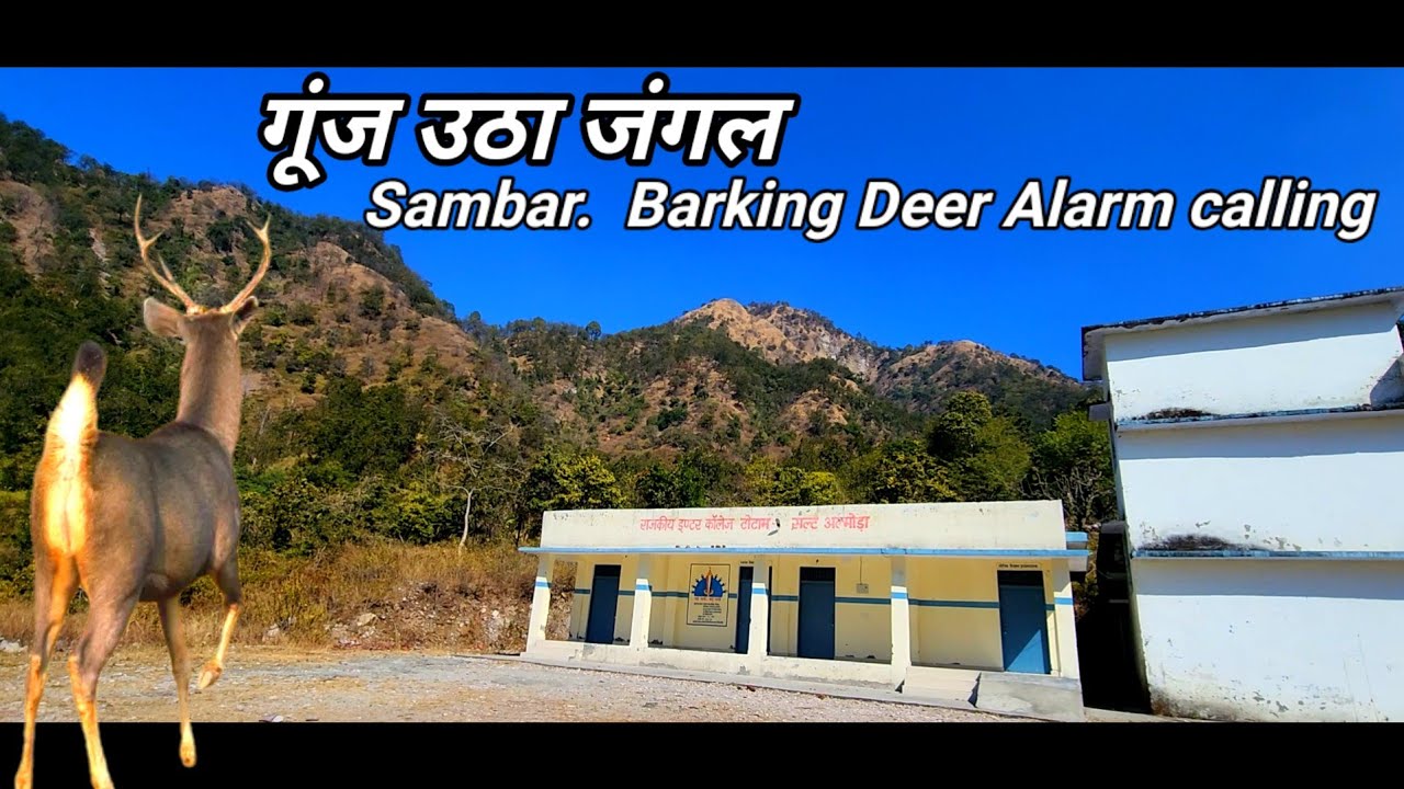 Tiger Active hai Totaam Village mai वन विभाग का पुरा सपोर्ट है गांव वालो को