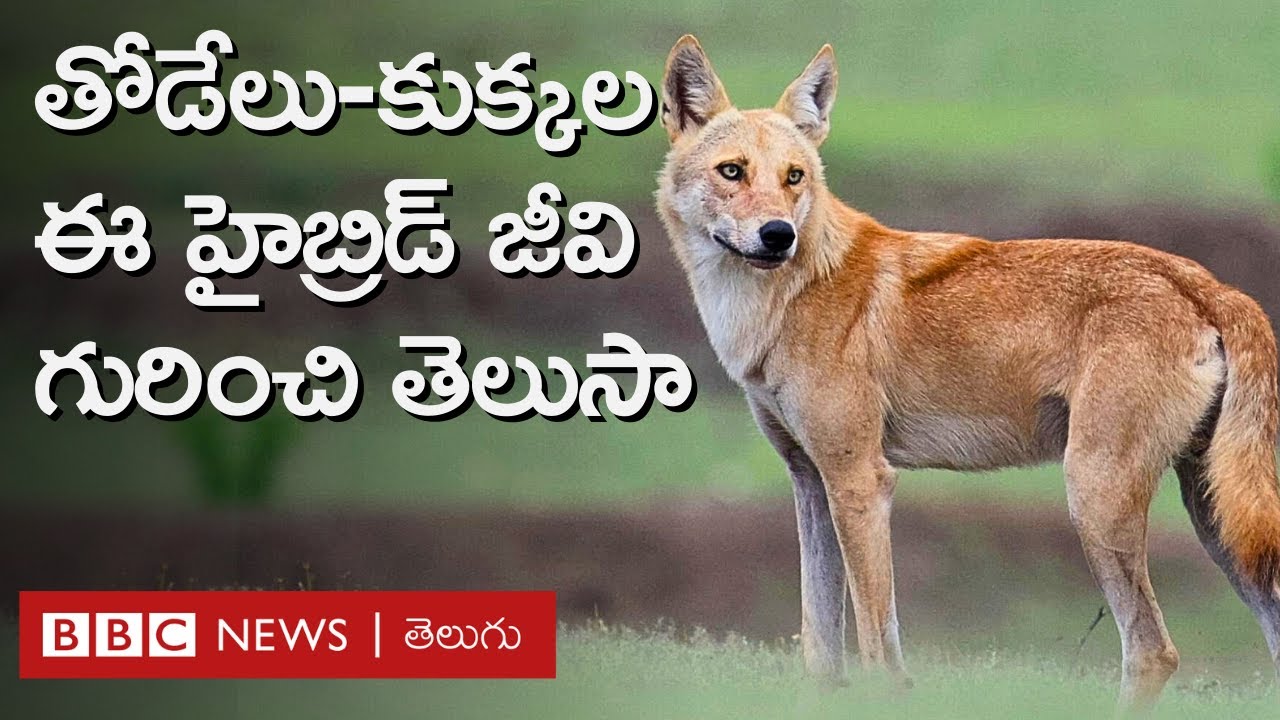 Wolves: Maharashtraలో కనిపించిన ఈ జంతువు తోడేళ్లకు  ప్రమాద ఘంటికగా ఎందుకు మారింది?  | BBC Telugu