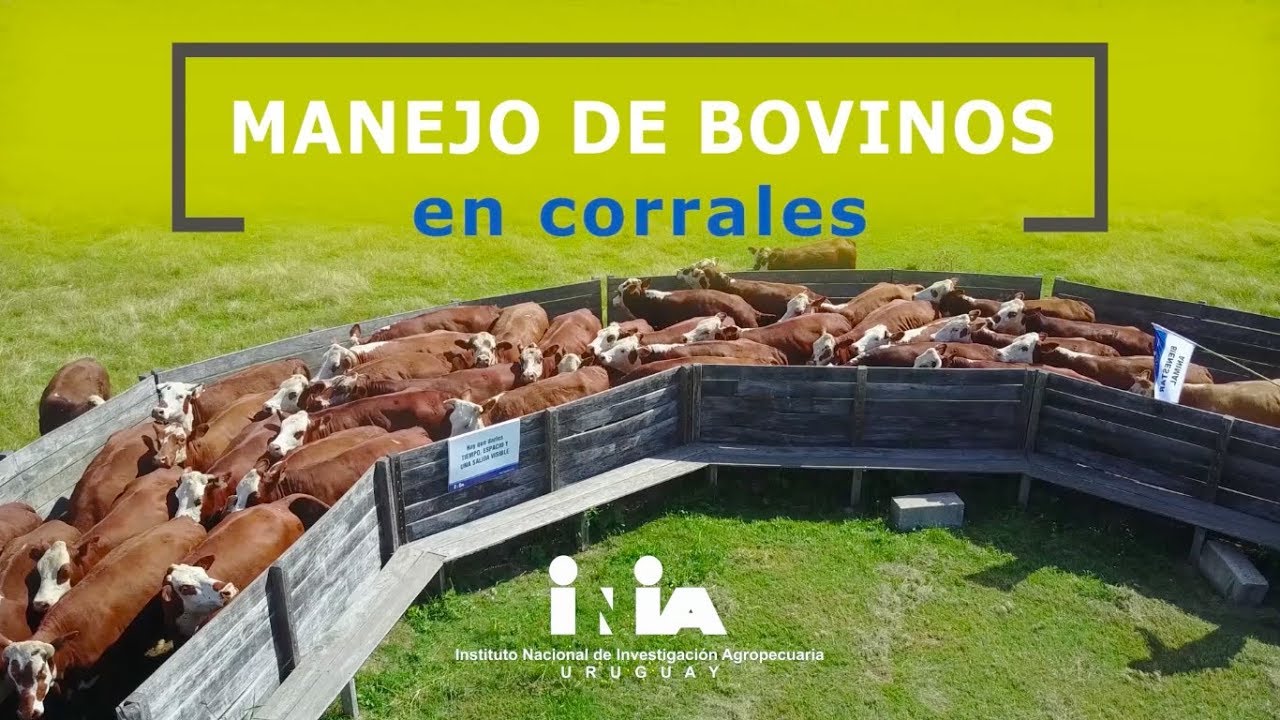 Recomendaciones para el manejo de bovinos en corrales - Ing. Agr. Marcia del Campo