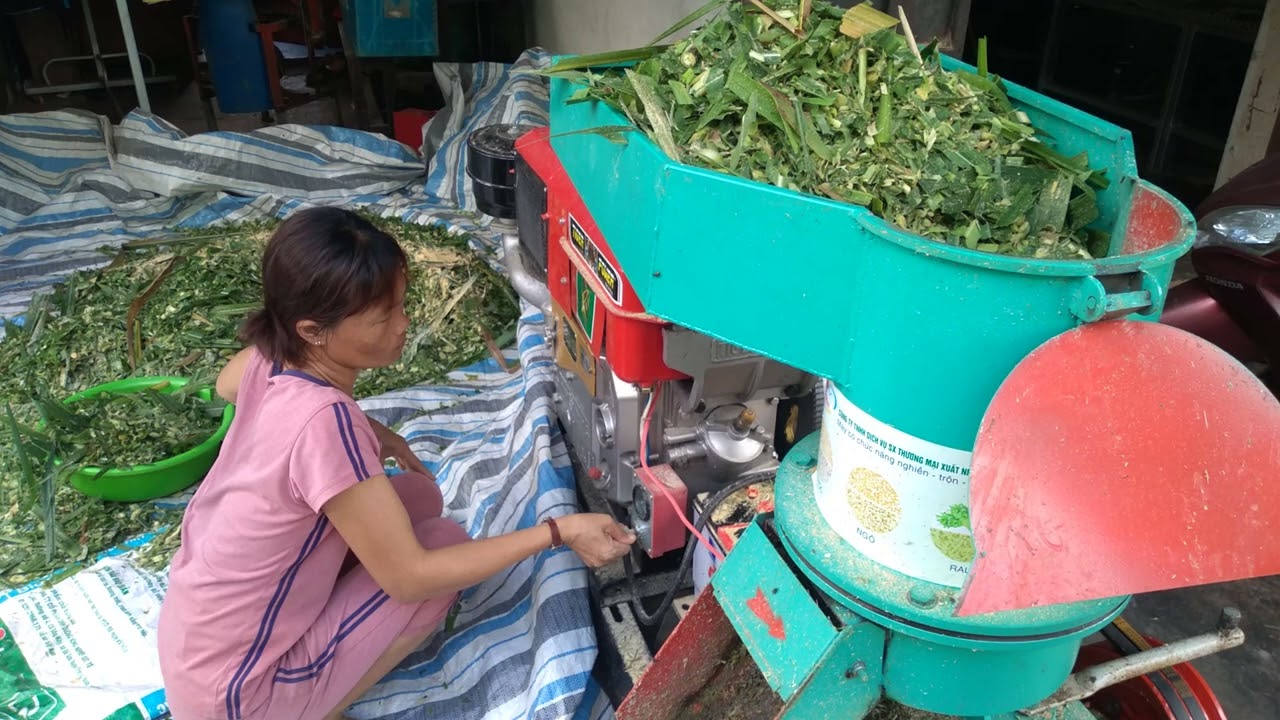 hôm nay ép cỏ voi già  thành cám cho dê ăn liền - ù sáng nuôi dê