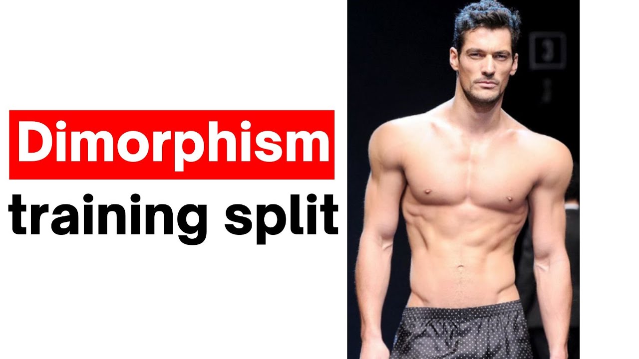 The male dimorphism training split