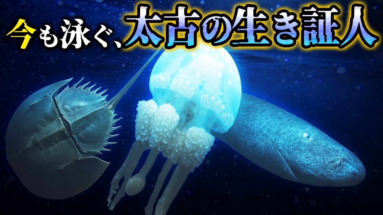 【ゆっくり解説】5億年前から姿が変わらない…現代を生きる“海の化石生物”６選【新作＋傑作選３本】