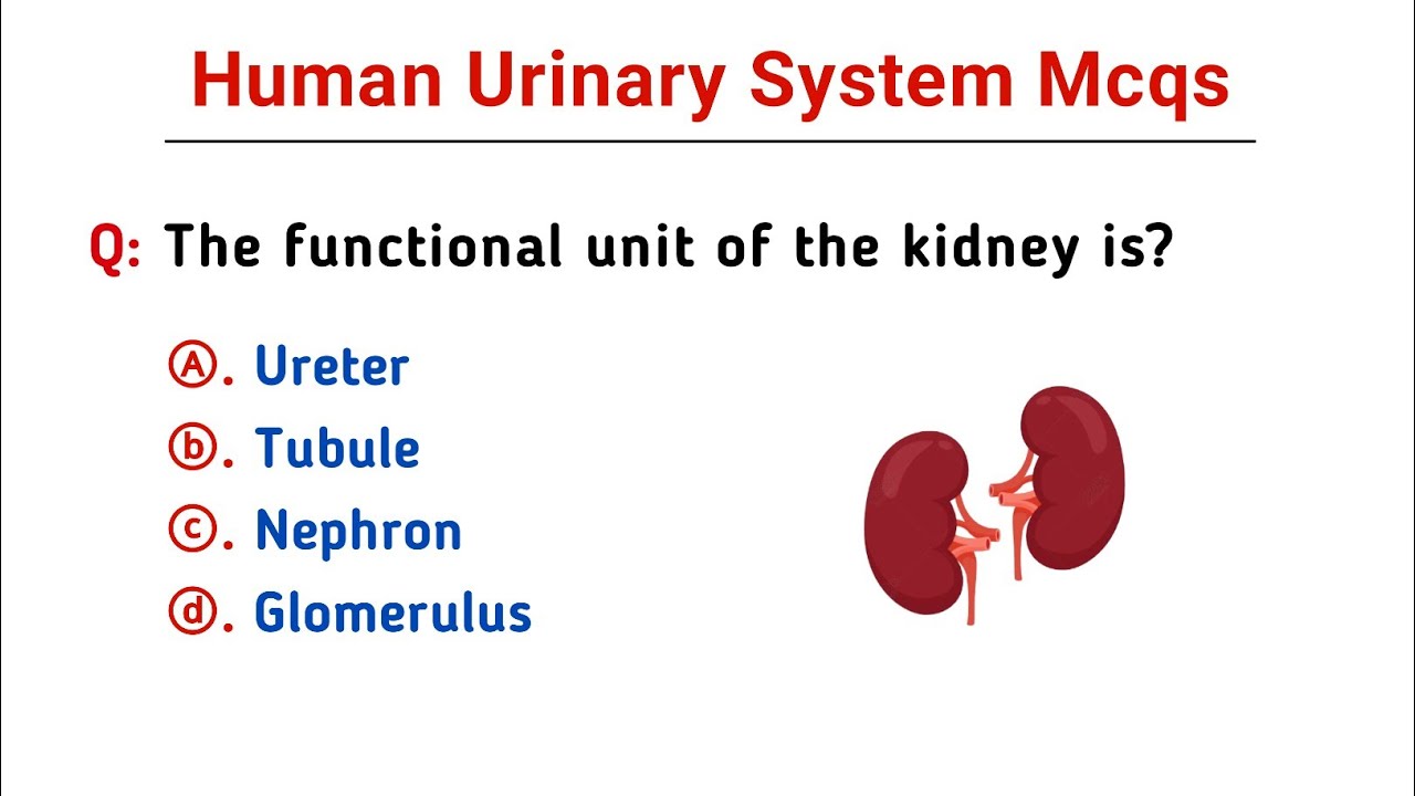 Human Urinary System Mcq | urinary system questions and answers | biology mcq