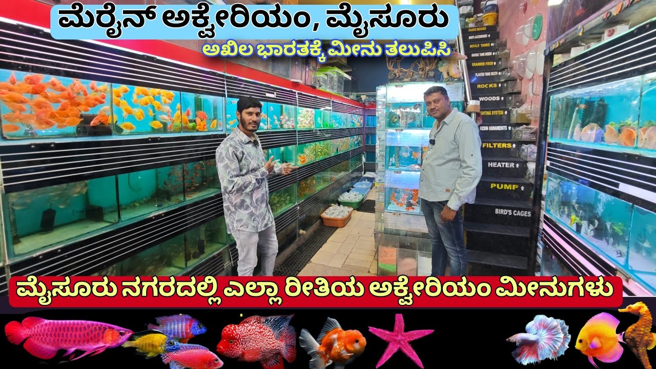 ಮೆರೈನ್ ಅಕ್ವೇರಿಯಂ ಮೀನು ಅಂಗಡಿ ಮೈಸೂರು  all kinds of Exotic  and Rare Fish 125 variety Fish stock