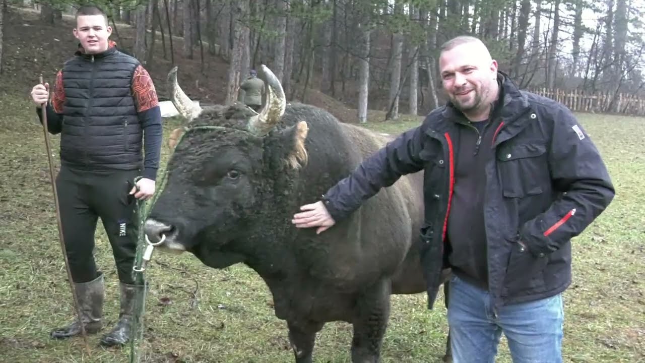 - TRI BIKA IZ HRVATSKE STIGLI U BANOVIĆE, GRIVAN, KROKI I JELENKO