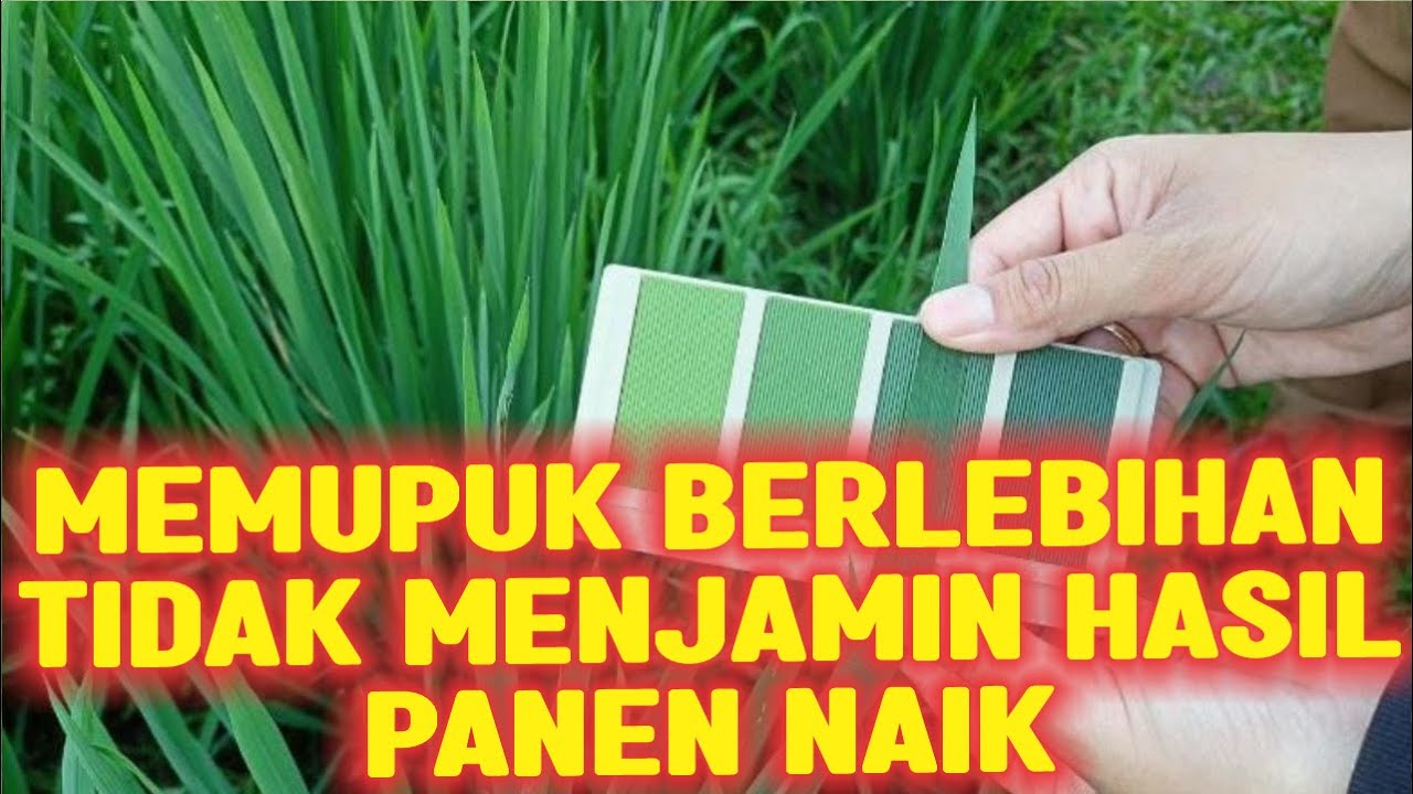 MEMUPUK BERLEBIHAN TIDAK MENJAMIM HASIL PANEN NAIK