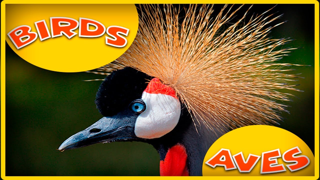 Birds-Aves  - Kids' Songs & Stories - Historias &  M&uacute;sica para ni&ntilde;os