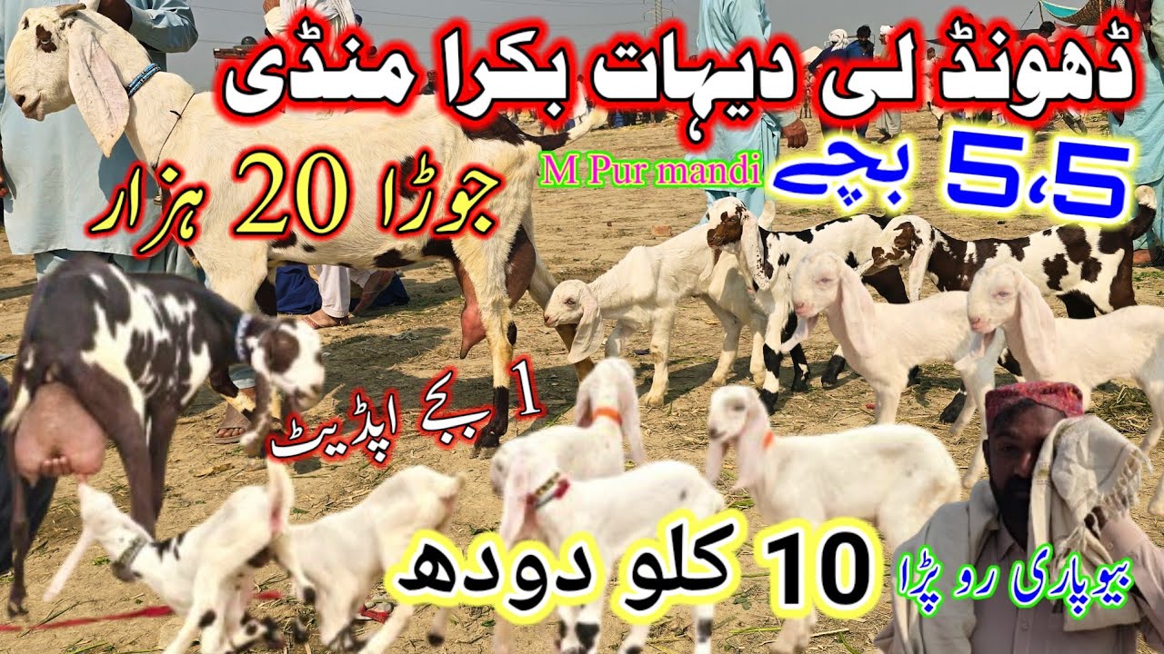 9,February 10kg record milking goat breeds||5,5 bachon wali gulabi ablak print bakriyan #bakramandi