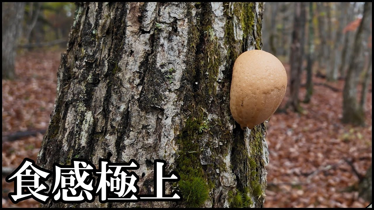 特筆すべきタマノウタケの食感 20251025