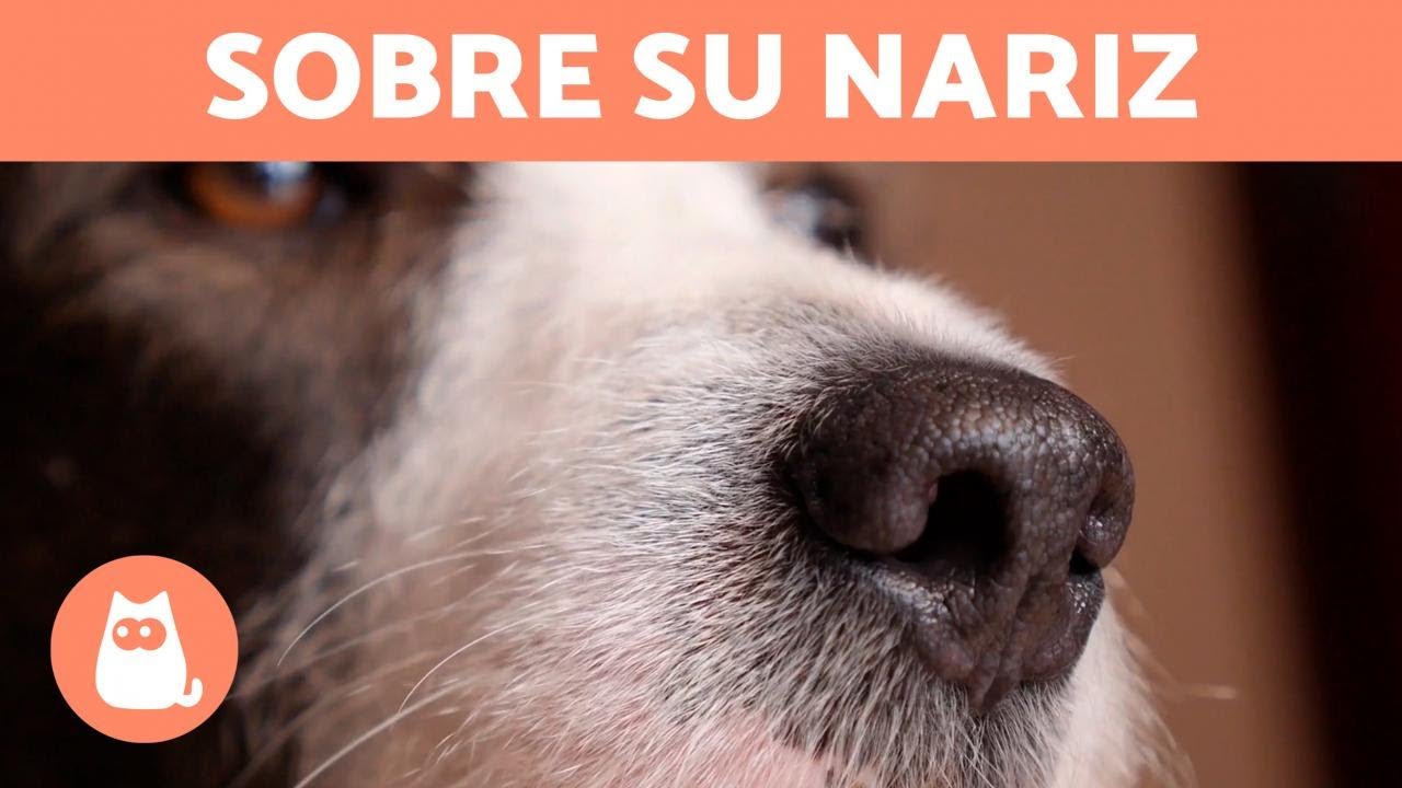 5 CURIOSIDADES sobre el OLFATO de los PERROS 🐶👃🏻