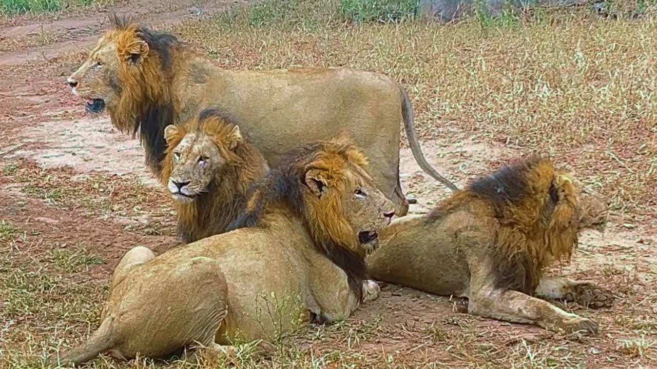 Nkhulu Male Lions Feeling the Presence of Gijima Male Lions | Tensions in Sabi Sands | 12 May 2025