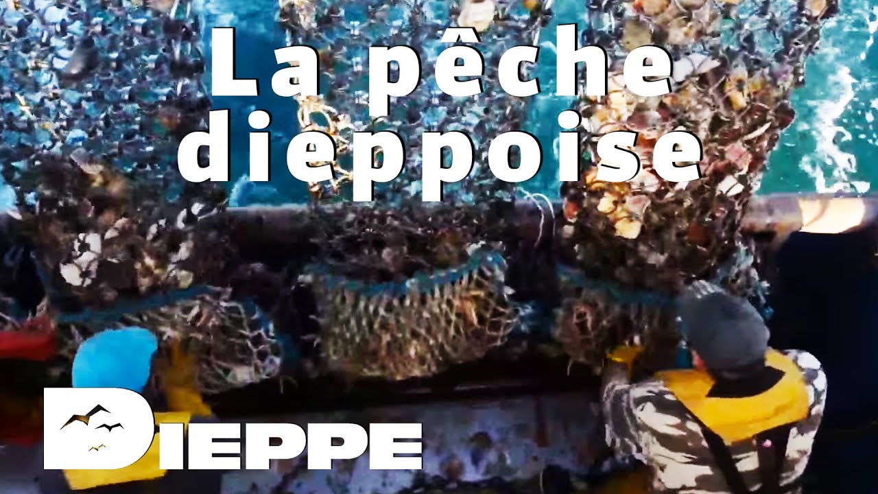 La pêche dieppoise : La coquille