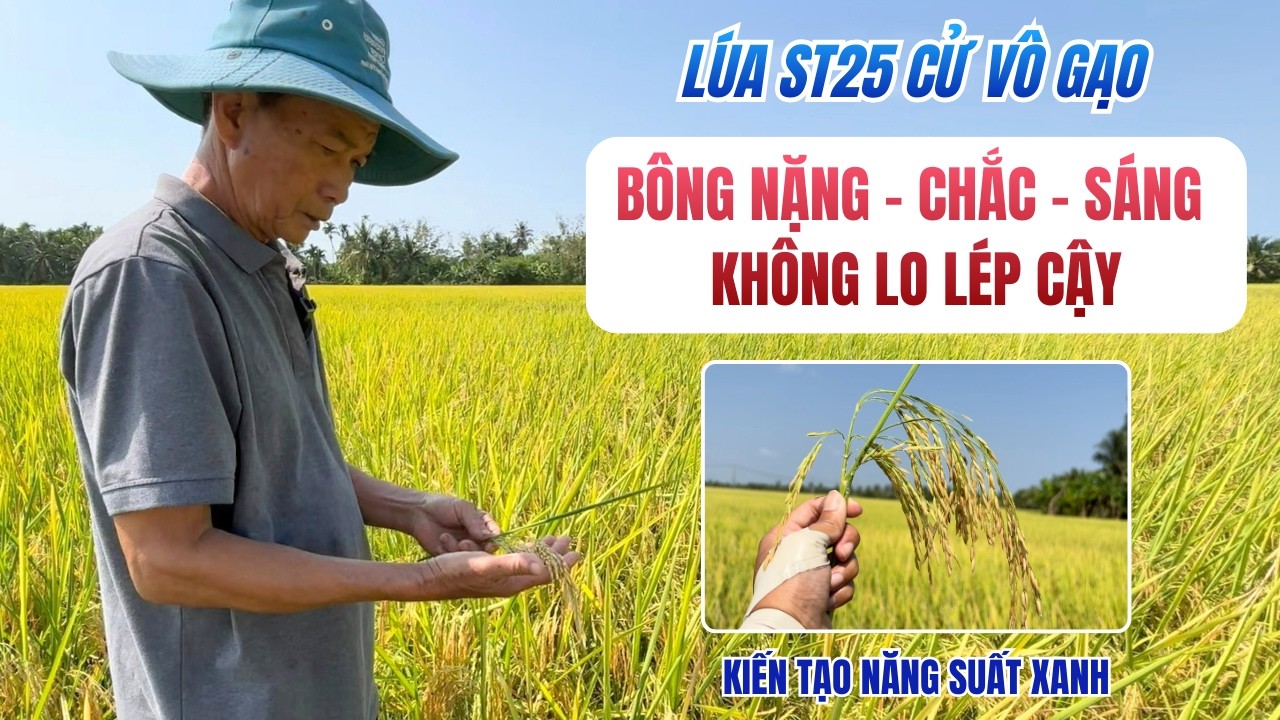BÍ KÍP GIAI ĐOẠN VÔ GẠO LÚA ST25: BÔNG NẶNG CHẮC SÁNG - KHÔNG LO LÉP CẬY | Cây Lúa Cần Thơ