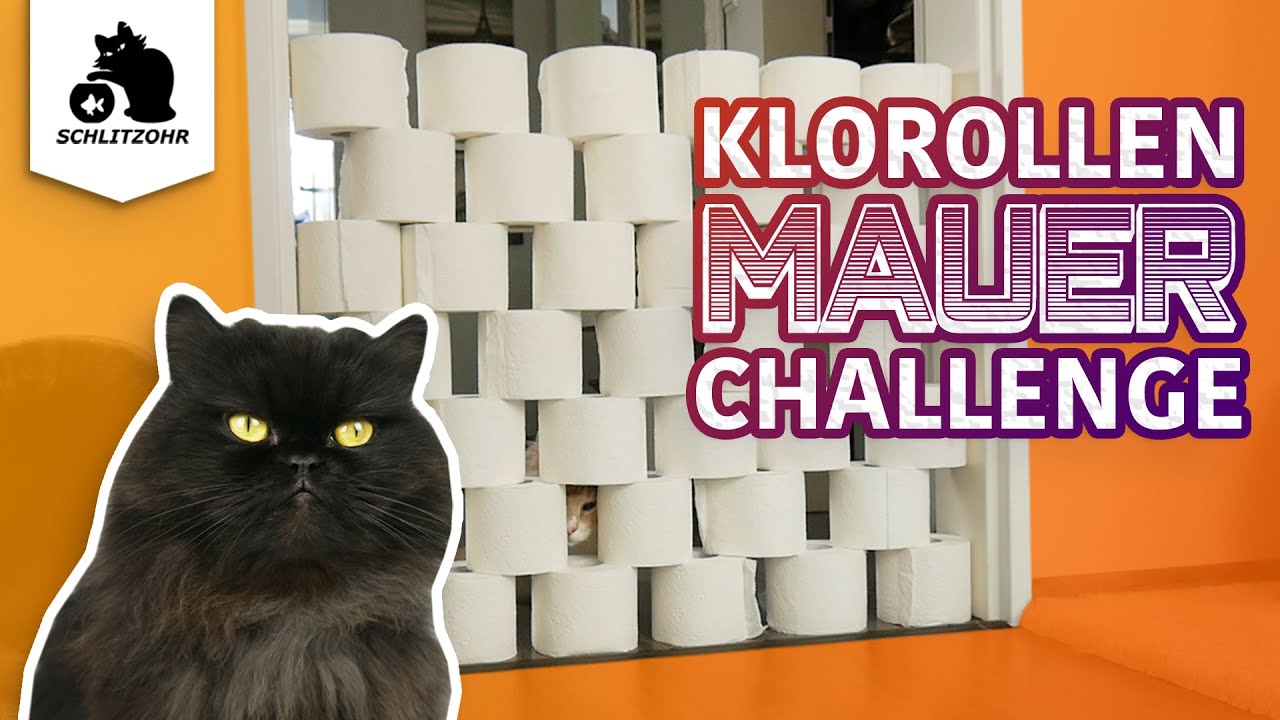 🔥Katzen vs. Klopapierwand | Klopapierrollen-Challenge | ist die Mauer zu hoch?