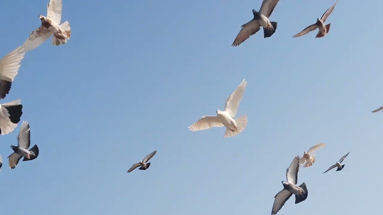 Hamid Khalifa ke pigeons