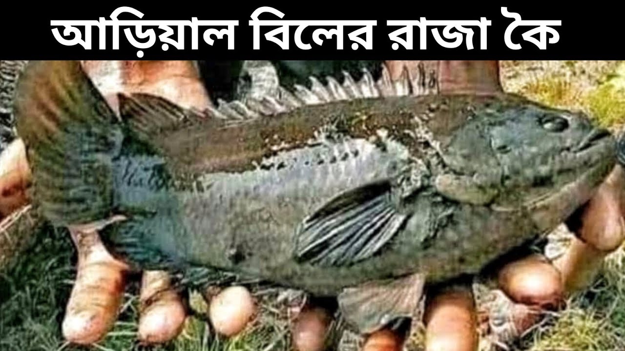 আড়িয়াল বিলের রাজা কৈ! বিলের মাছের বিখ্যাত তুলসিখালি আড়ৎ।টাকা হলেও মিলে না এই মাছ।Tulshikhali 