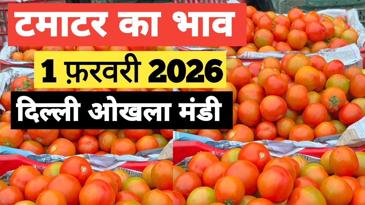 1 February 2026 🍅टमाटर का भाव दिल्ली ओखला मंडी |today tomato rates #tamatar #mandirates #tomato