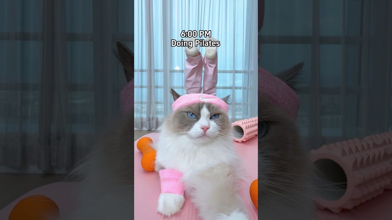 Puff&rsquo;s first vlog #fpy #trending #cat #funny #thatlittlepuff IB: @heyitsgingerandpepper