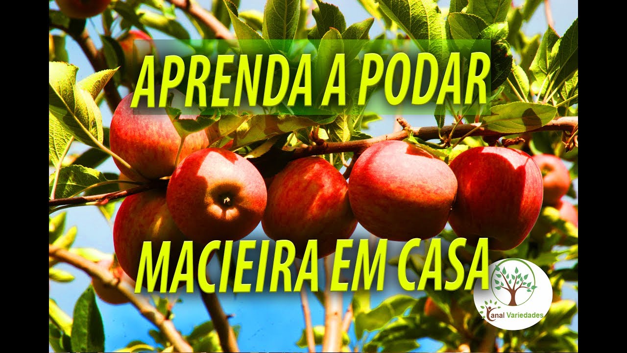 Maçã em Casa, Veja como Podar e Organizar para uma boa Produção com Sergio Semerdjian