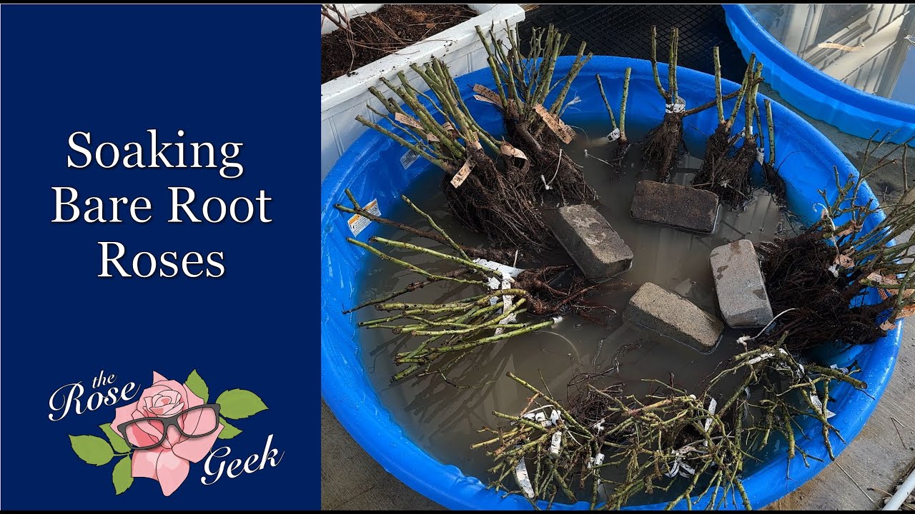🌹 How I Soak Bare Root Roses to Prepare for Planting / How Long can you Soak Bare Root Roses?