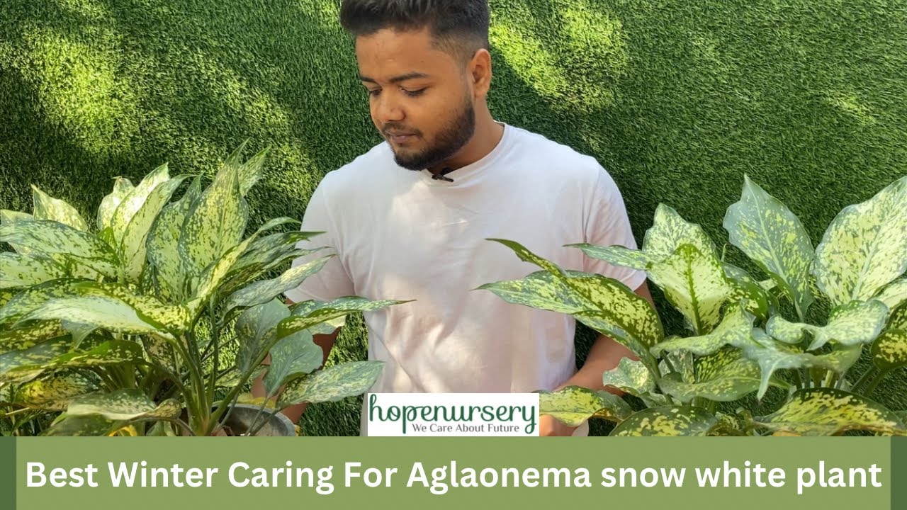 How To Care Aglaonema Snow White Plant In Winter | Aglaonema variety Care tips | indoor Plant care