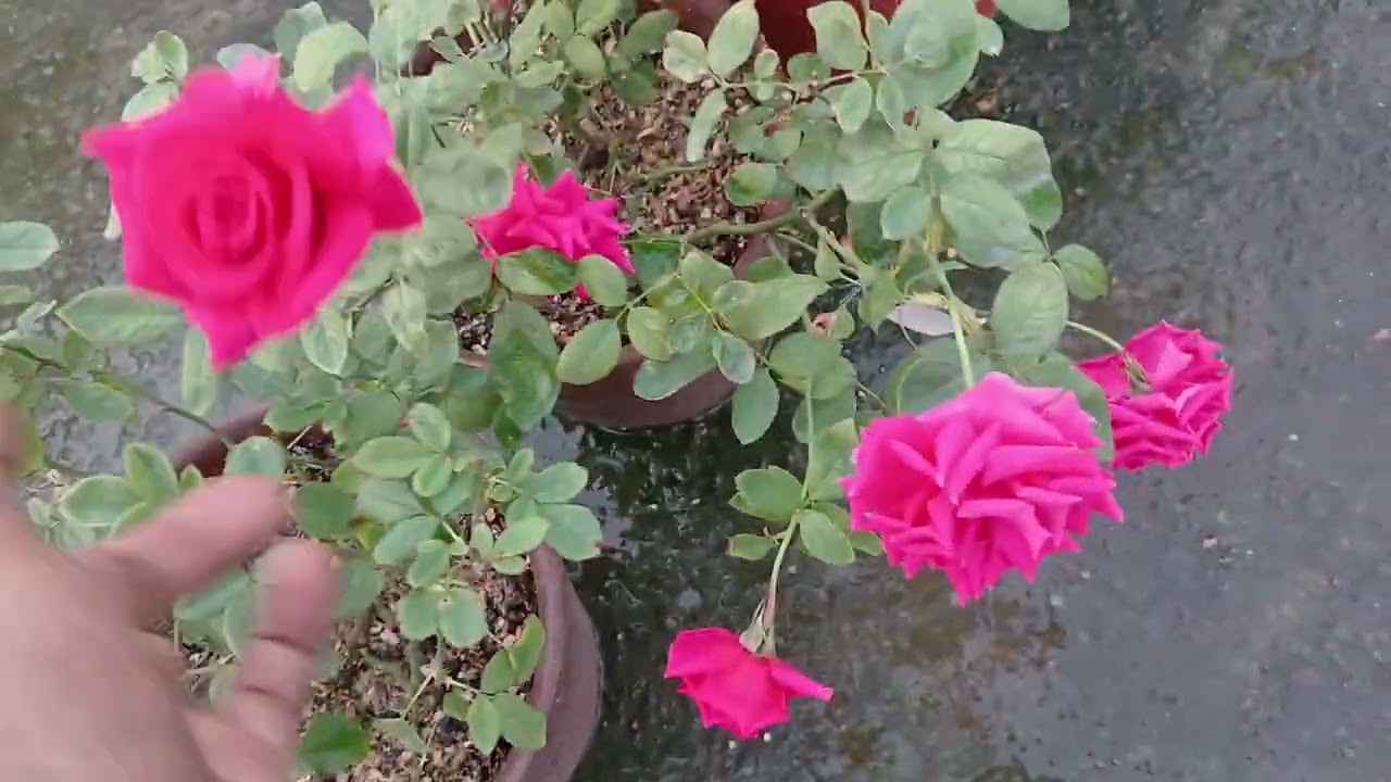 খুব সহজে গোলাপ করুন