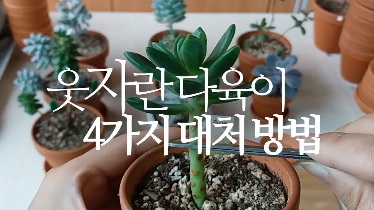 웃자란 다육이 대처방법 4가지. 삽목, 잎떼기 등 succulents 202화 #해맑은TV