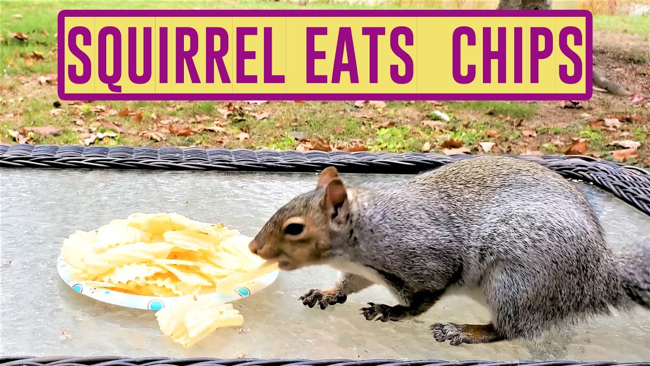 Squirrel Cant Resist Crunchy Potato Chips | ASMR