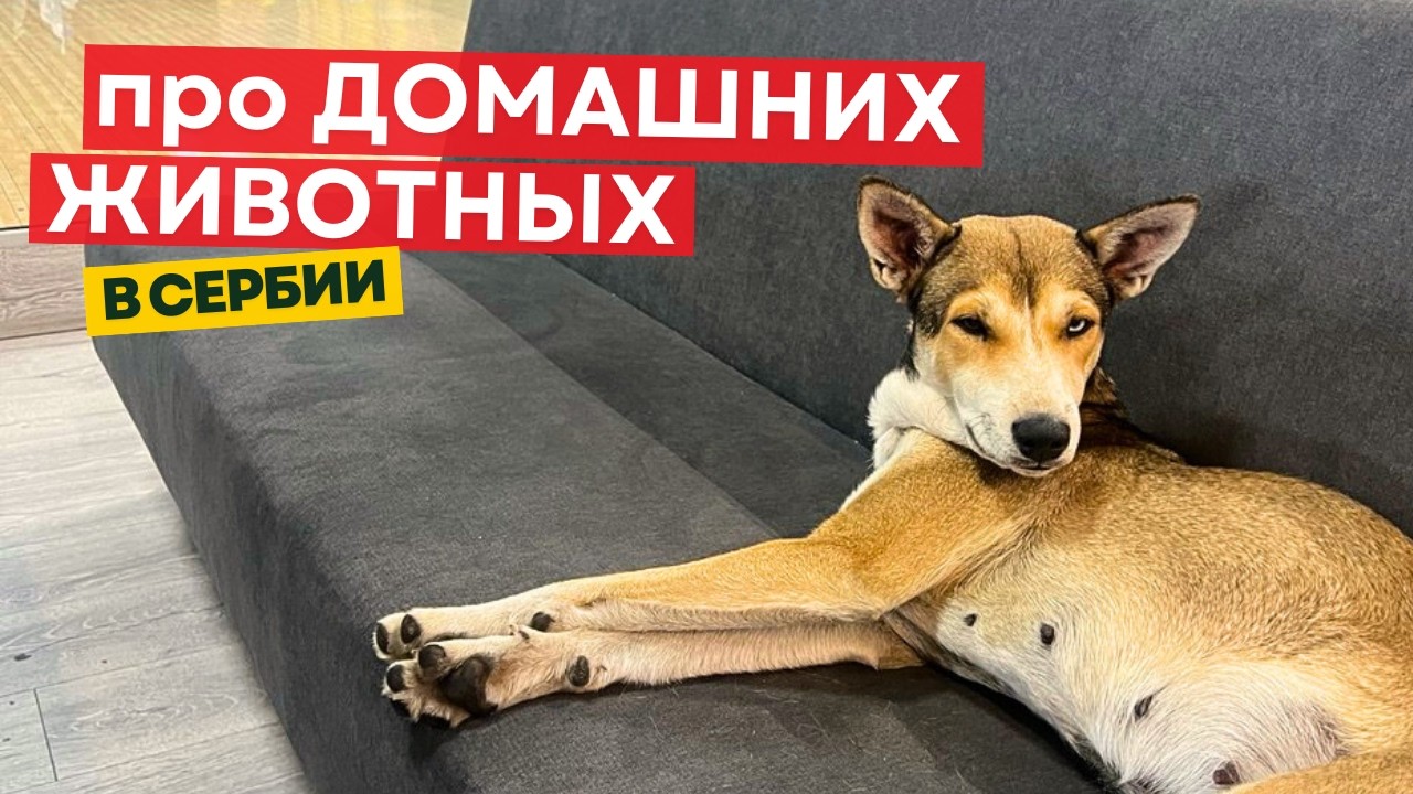 Про домашних животных в Сербии. Переезд, аренда квартиры, клещи и отношение людей