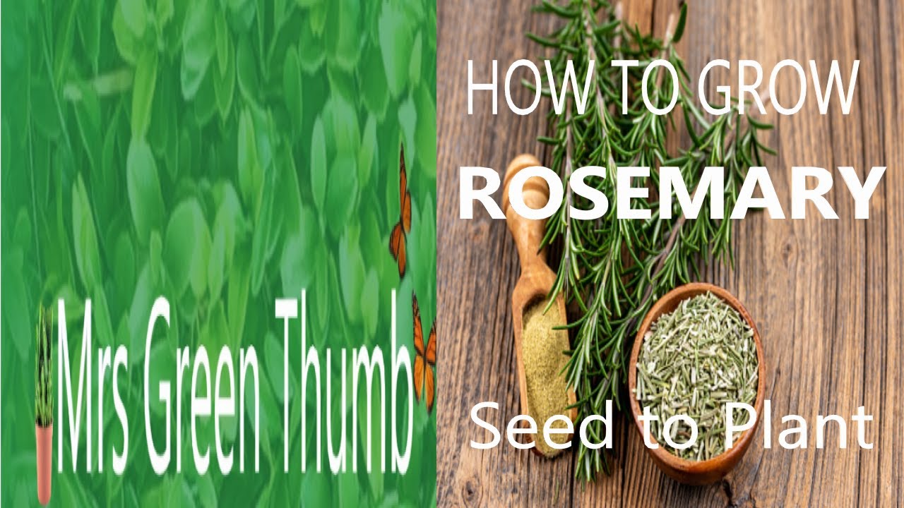How grow Rosemary - From seed to plant