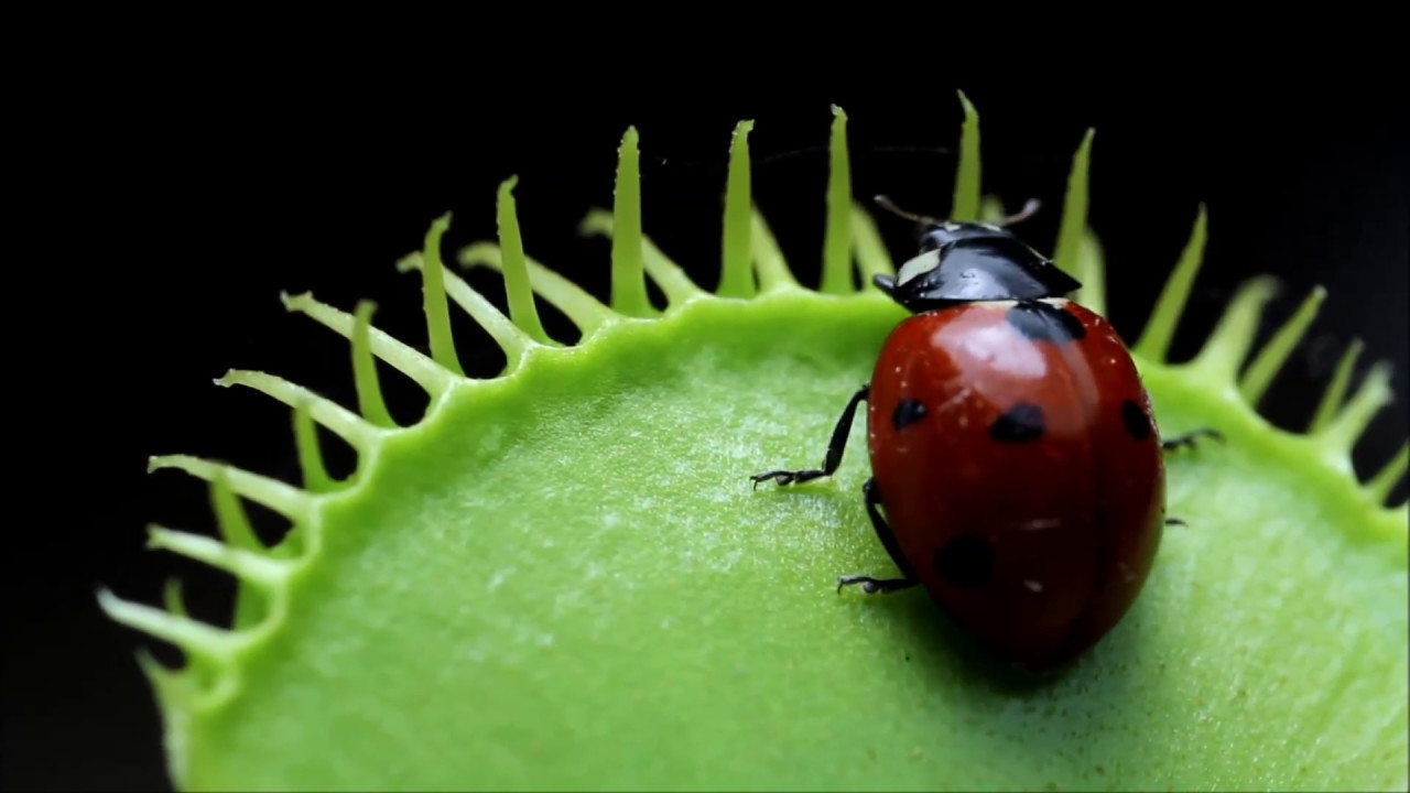 Venus Flytrap eats Ladybug (Animals have emotions)