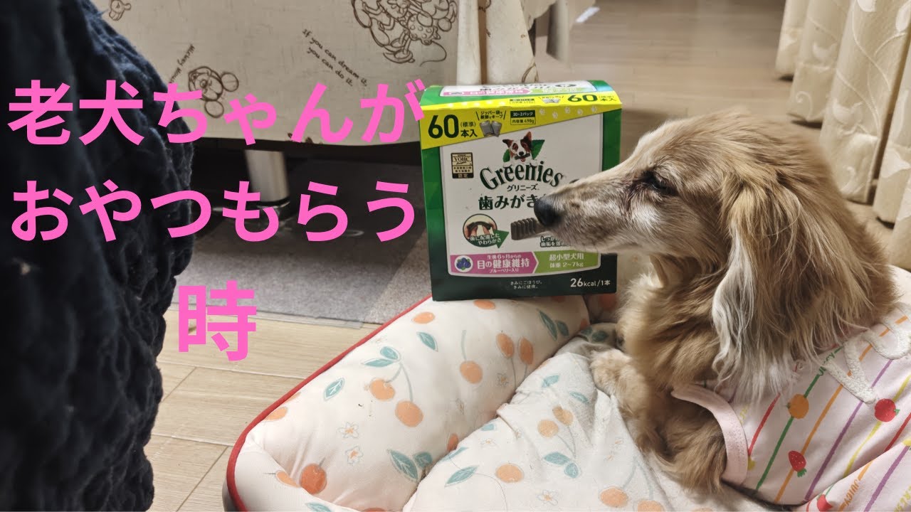 17歳🐶老犬ちゃんのおやつ#35