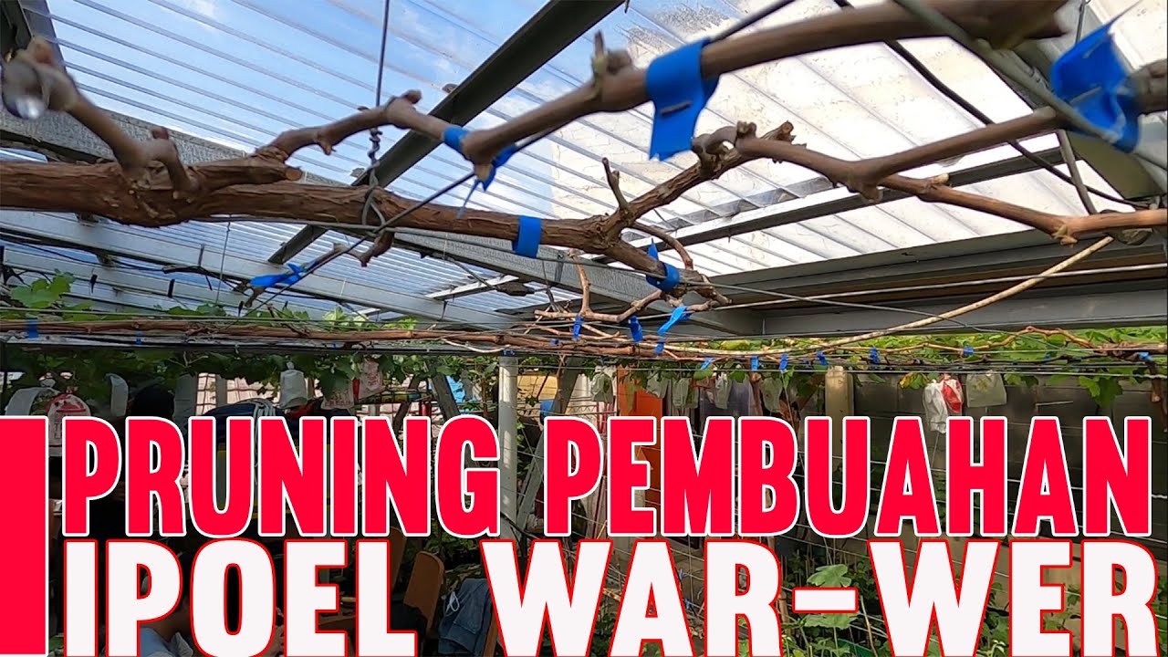 CARA PRUNING PEMBUAHAN ANGGUR IPOEL WAR-WER, SUPAYA POHON ANGGUR BERBUAH SECARA SERENTAK.