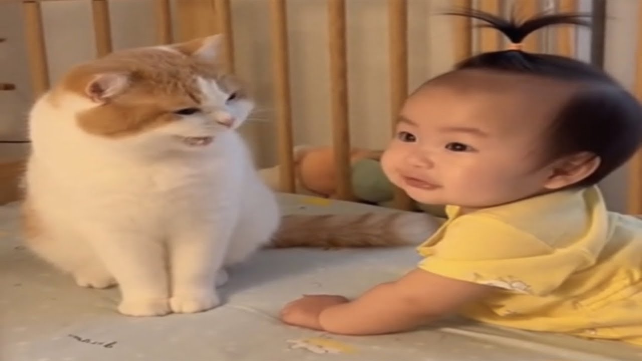 Tahan Ngakak! kucing Menjadi Penjaga Bayi Nakal yang susah di Nasehati/Video kompilasi Paling Lucu