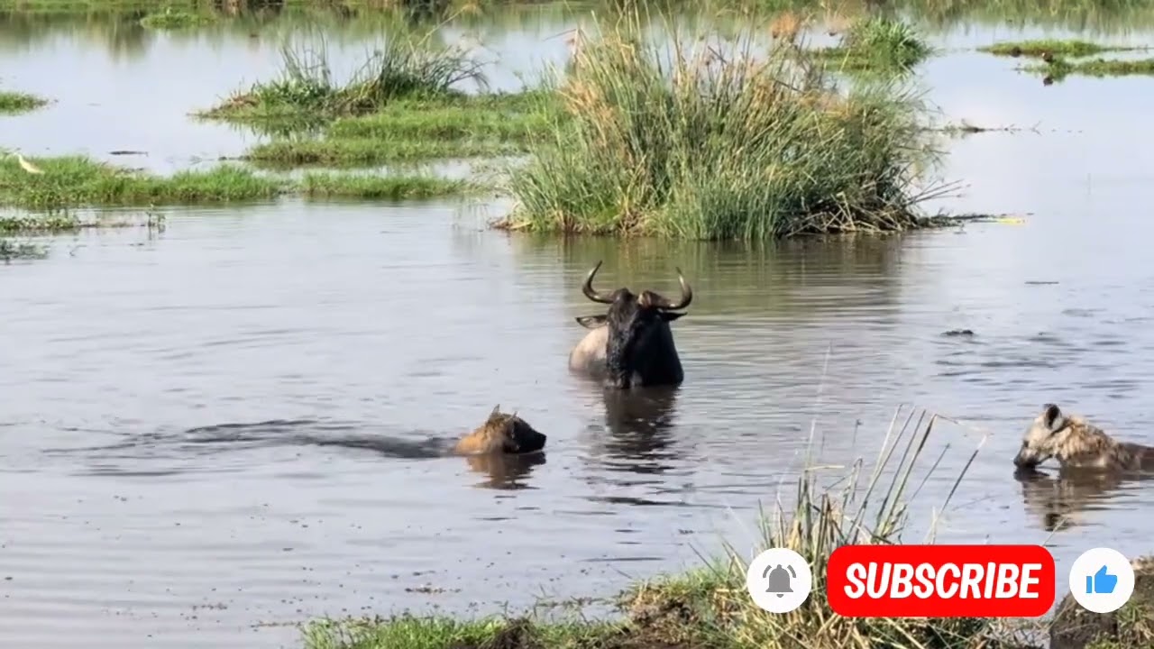 WAAAH 😱SEE WHAT THESE ANGRY HYENA'S DID IN THE RIGHT 