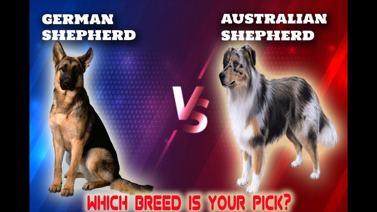 German Shepherd VS Australian Shepherd-Comparison