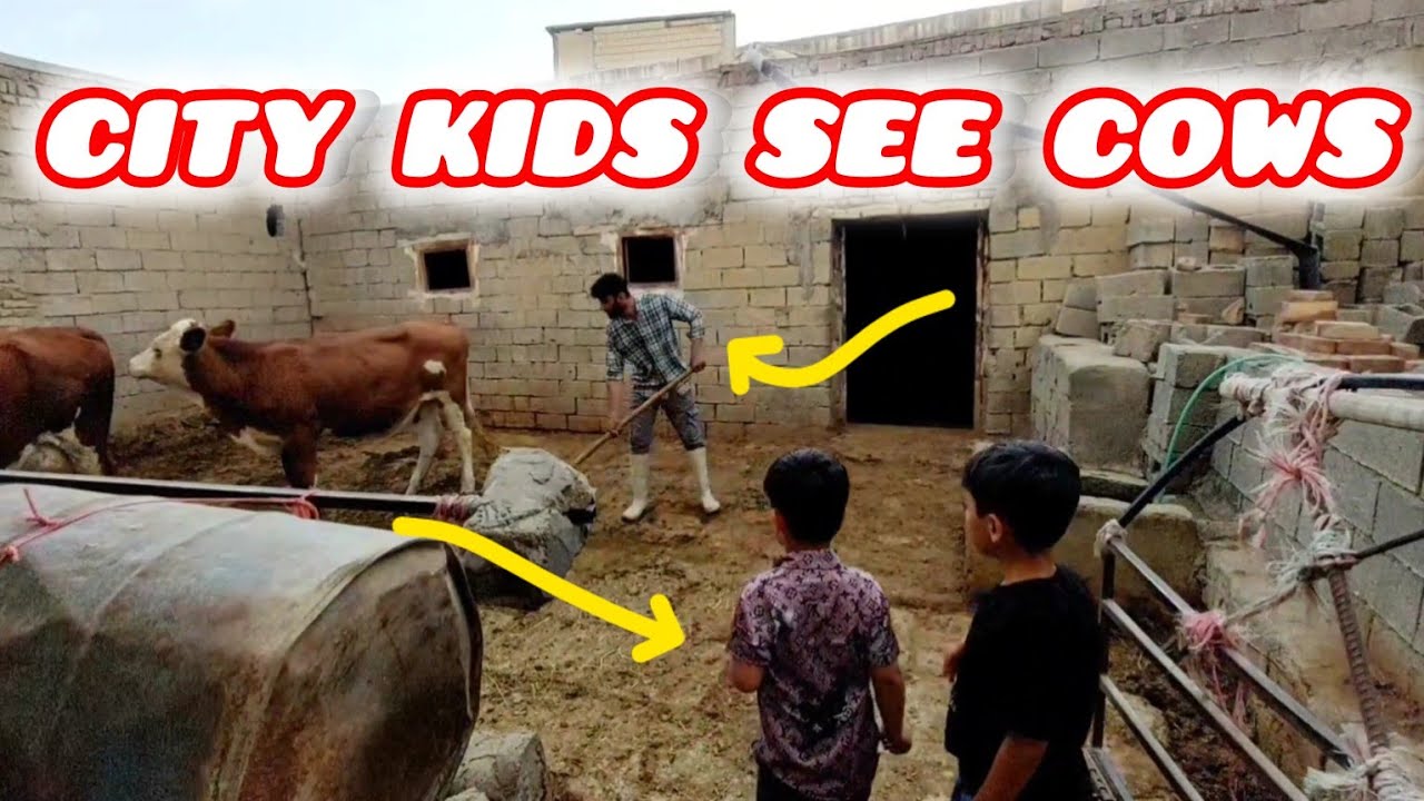 City Kids Freak Out After Seeing Cows for the First Time – FUNNIEST Reactions Ever