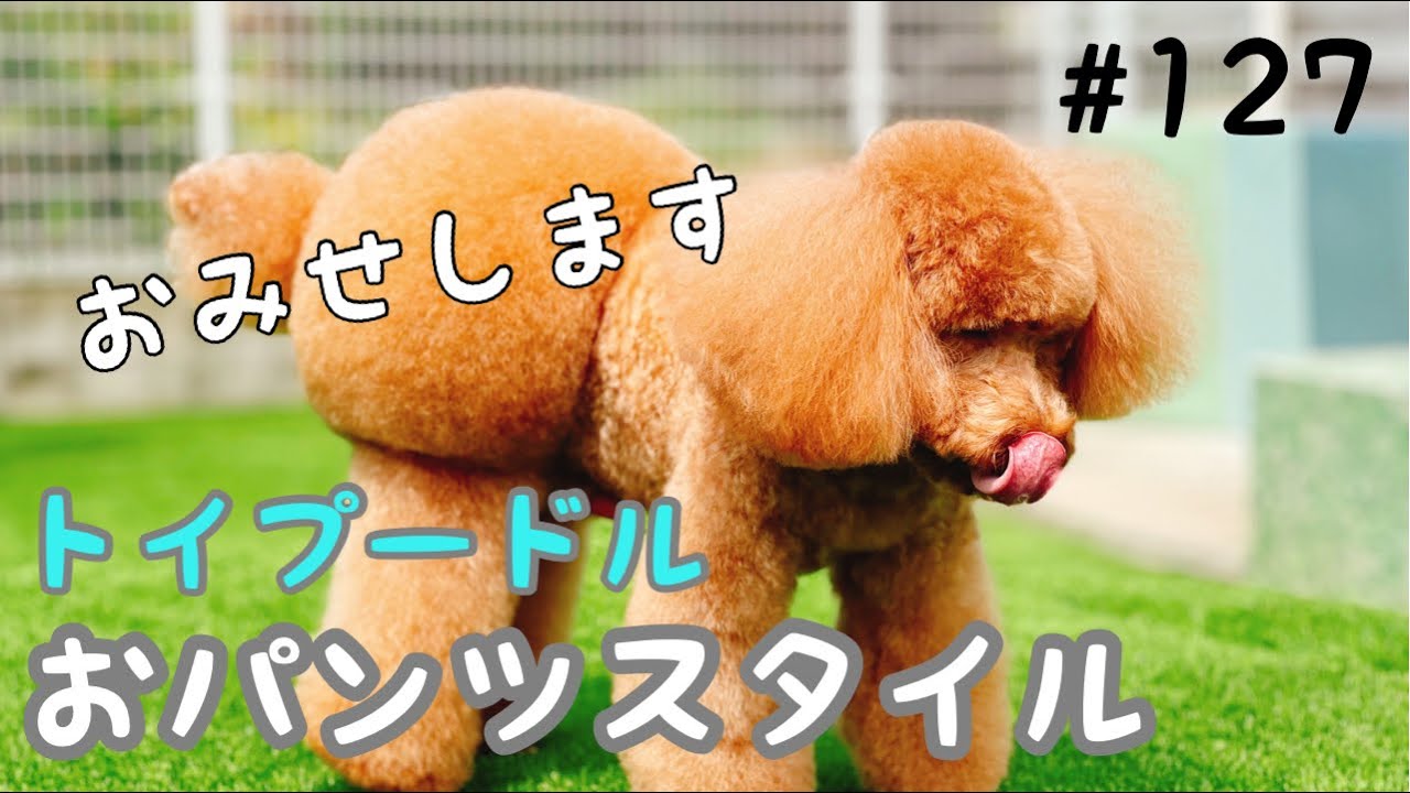 【おパンツスタイル】トイプードルのおパンツカットお見せします❣️