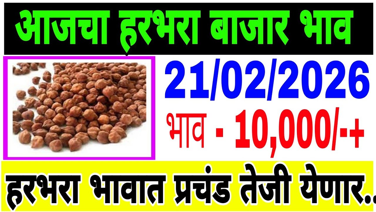 हरभरा बाजार भाव वाढले 21 /02/ 2026 / harbara bhazar bhav today / महाराष्ट्रा हरभरा भाव..तेजी येणार 