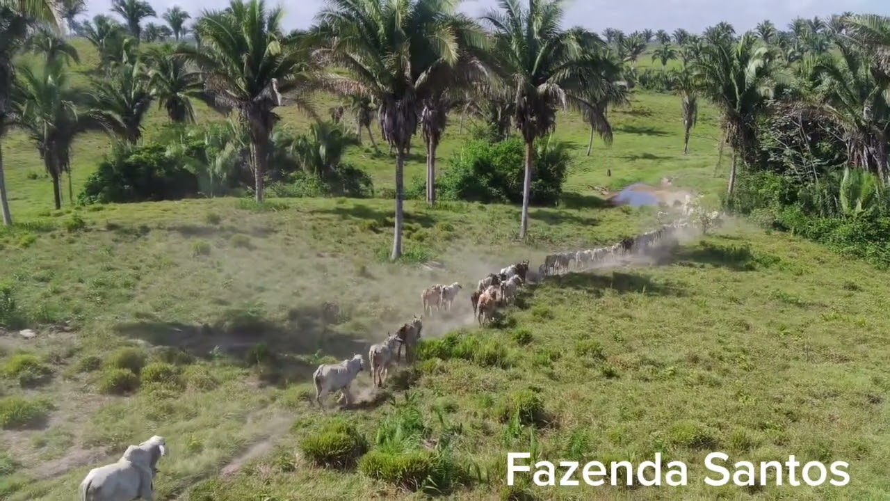Fazenda Santos - Bom Jardim-MA